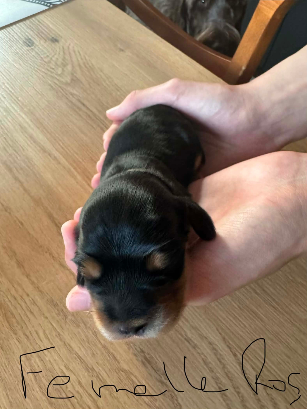 des Haies du Haut Clocher - Chiots disponibles - Cocker Spaniel Anglais