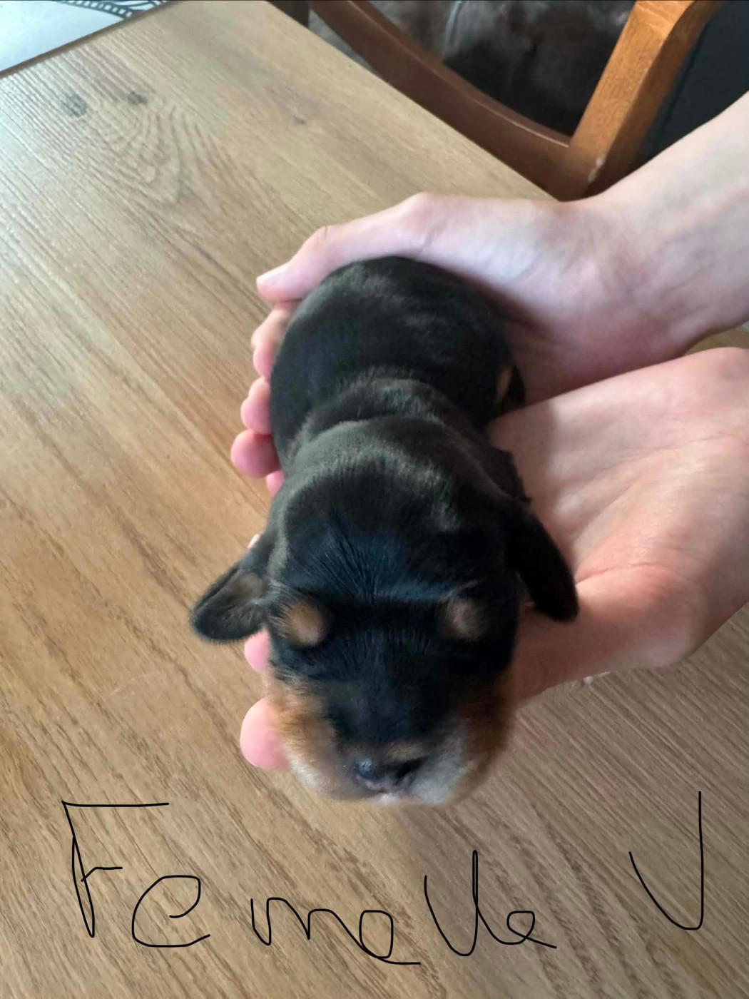 des Haies du Haut Clocher - Chiots disponibles - Cocker Spaniel Anglais