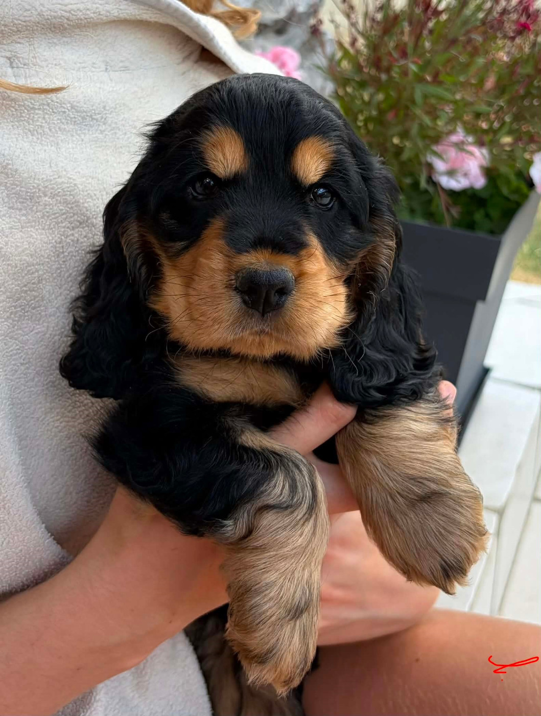 des Haies du Haut Clocher - Chiots disponibles - Cocker Spaniel Anglais