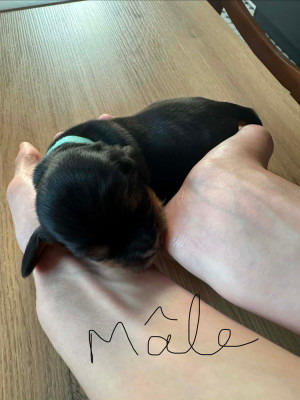 CHIOT 1