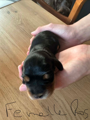 CHIOT 2