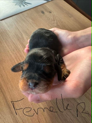 CHIOT 3